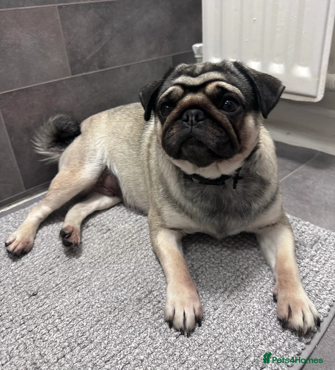 Mixed Breed dogs for sale: Rehoming - Chow Chow & two Pugs  - Advert 11