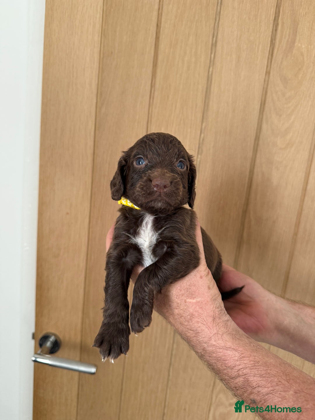 Cocker Spaniel dogs for sale: Cocker spaniel puppy’s  - Image 2