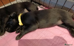 Labrador Retriever dogs for sale: Labrador Puppies  - Image 11