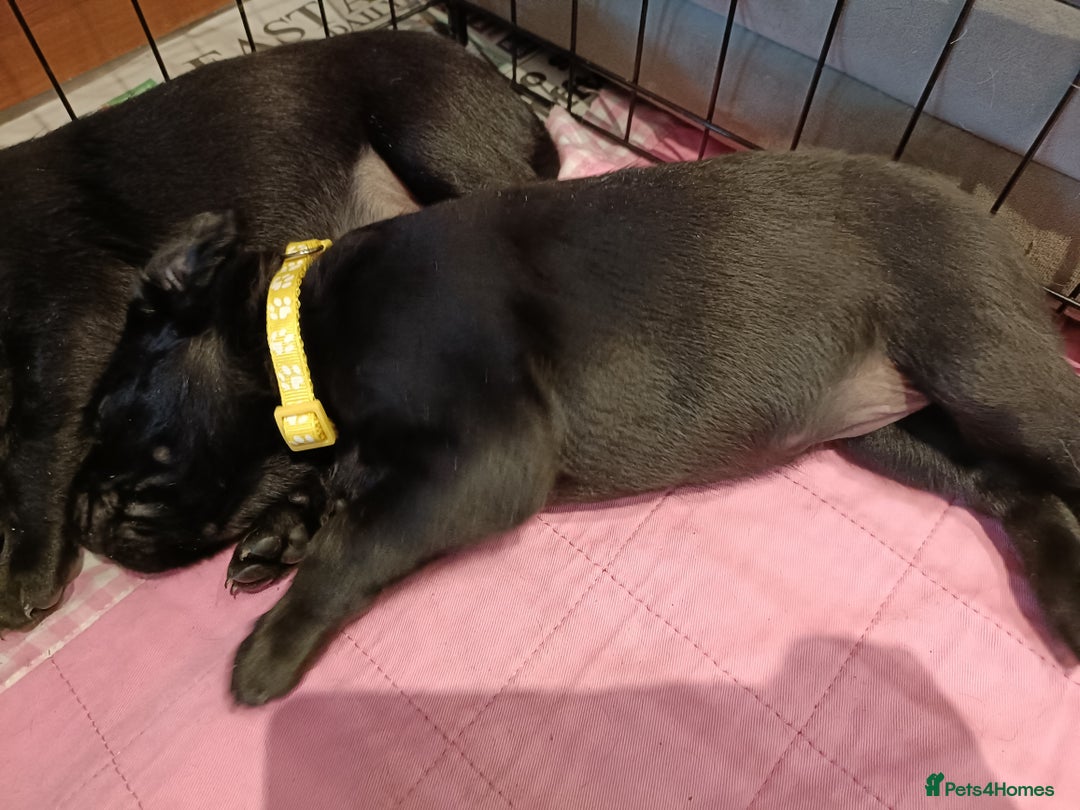 Labrador Retriever dogs for sale: Labrador Puppies  - Image 11