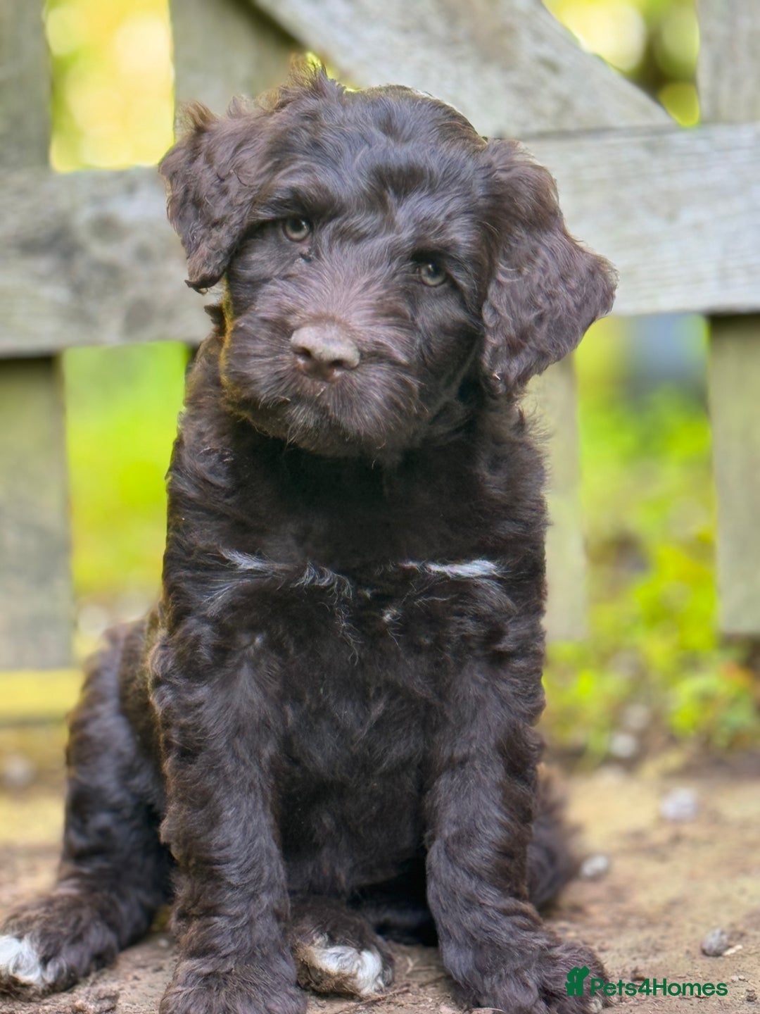 Portuguese Water Dog dogs for sale: ARTSEADOG KC registered Pure Portuguese Waterdogs - Image 29