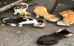 Mixed Breed cats for sale: Gorgeous farm/house kittens  - Image 4