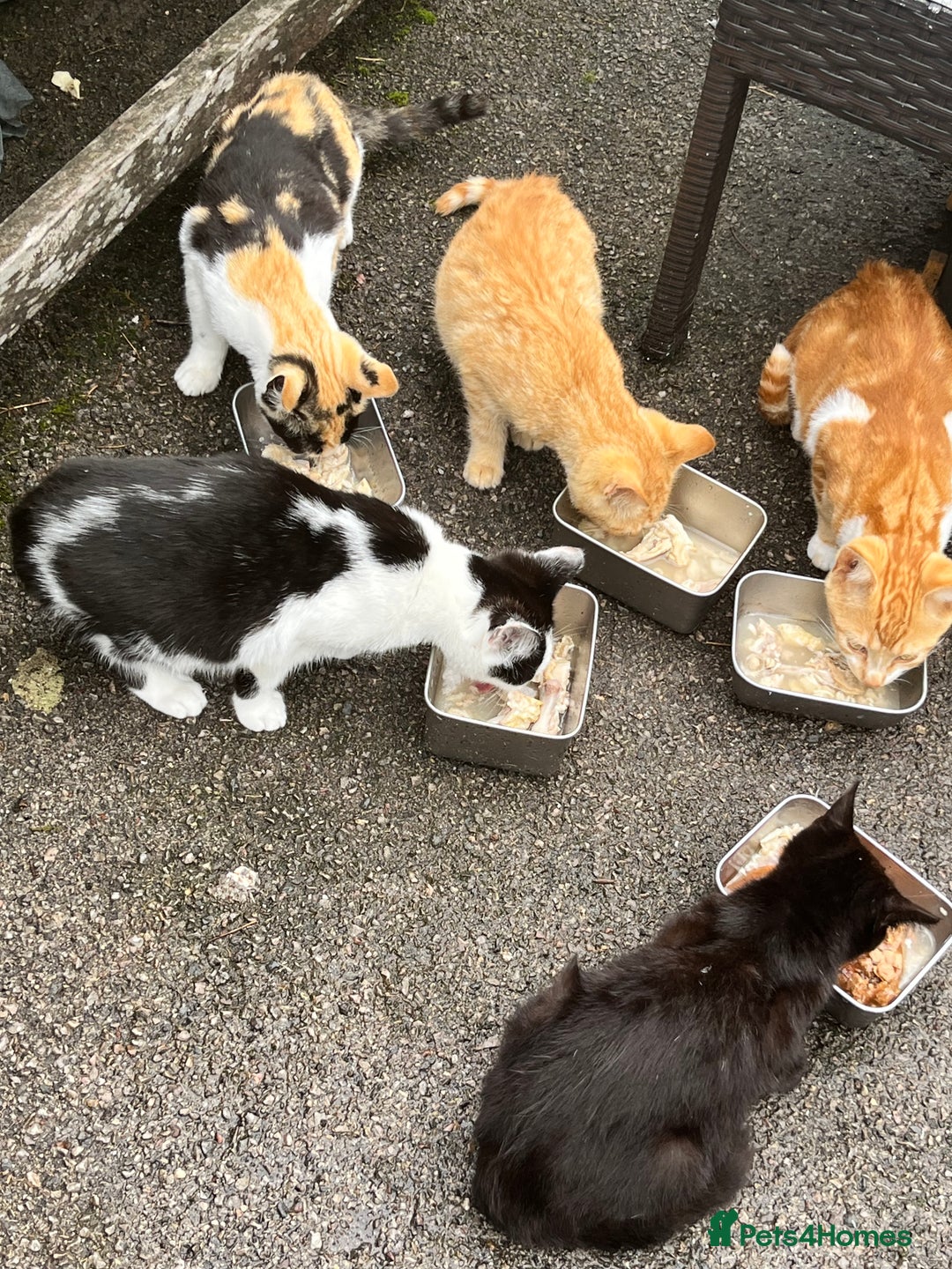 Mixed Breed cats for sale: Gorgeous farm/house kittens  - Image 4