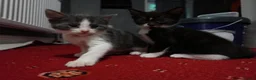 Domestic Shorthair cats for sale: Sweet little kittens looking new homes - Advert 9
