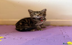 Domestic Shorthair cats for sale: 5 Kittens Looking For A Good Home - Image 9