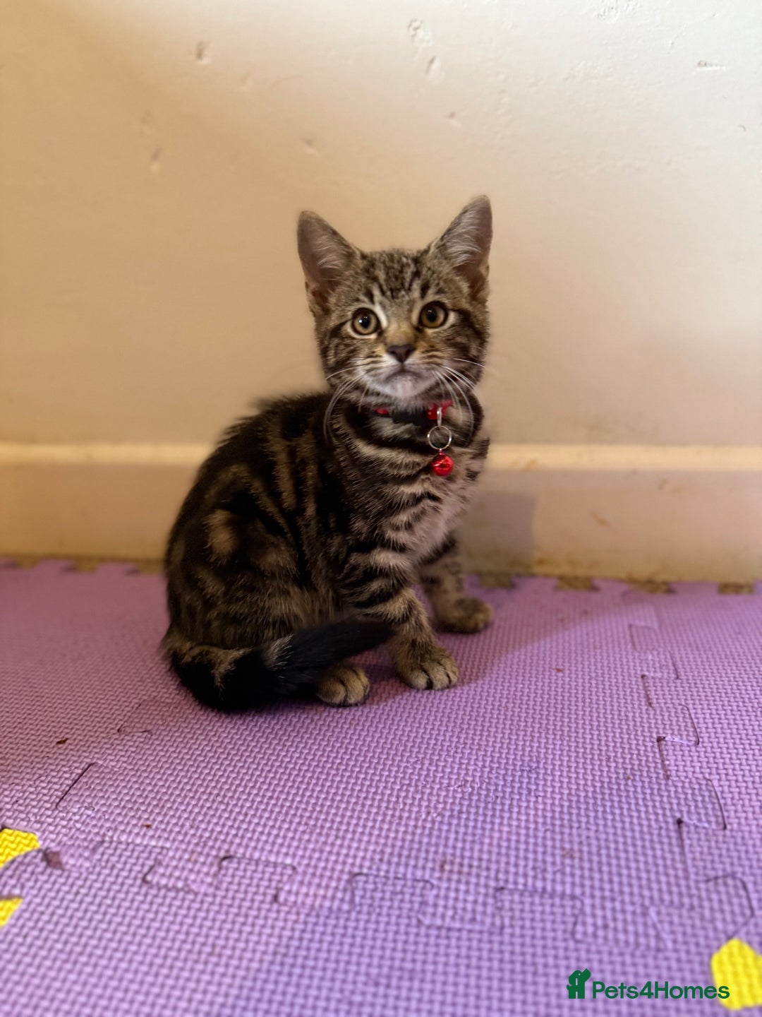Domestic Shorthair cats for sale: 5 Kittens Looking For A Good Home - Image 9