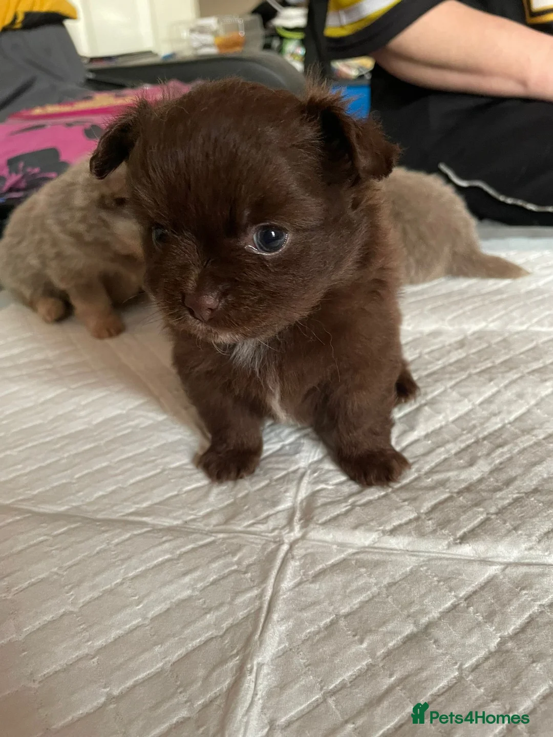 Mixed Breed dogs for sale: Pomchi puppies  in Westcliff-on-Sea - Advert 2