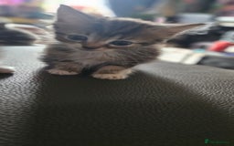 Mixed Breed cats for sale: Norwegian forest x kittens  - Image 14