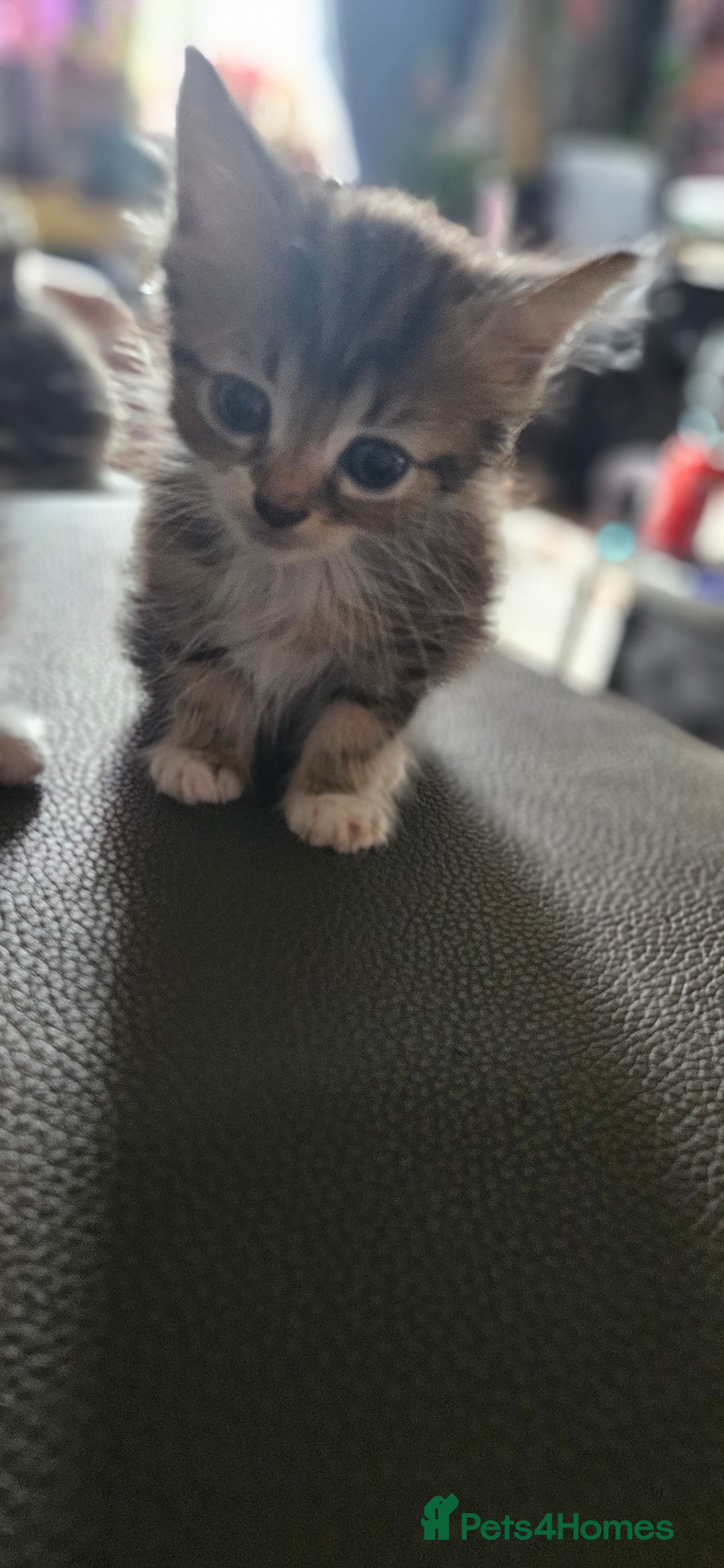Mixed Breed cats for sale: Norwegian forest x kittens  - Image 14