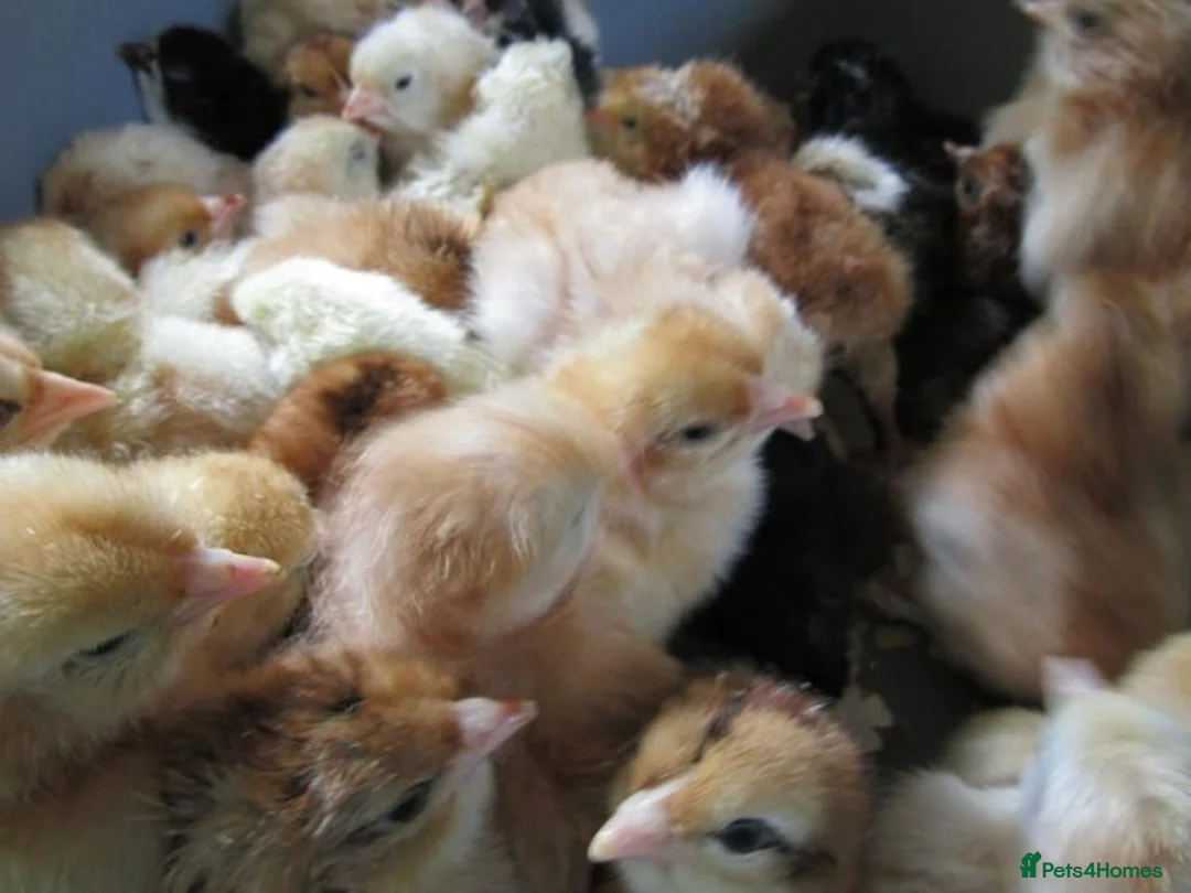 Mixed Breed poultry for sale: Day old chick and day old duckling for sale   - Advert 4