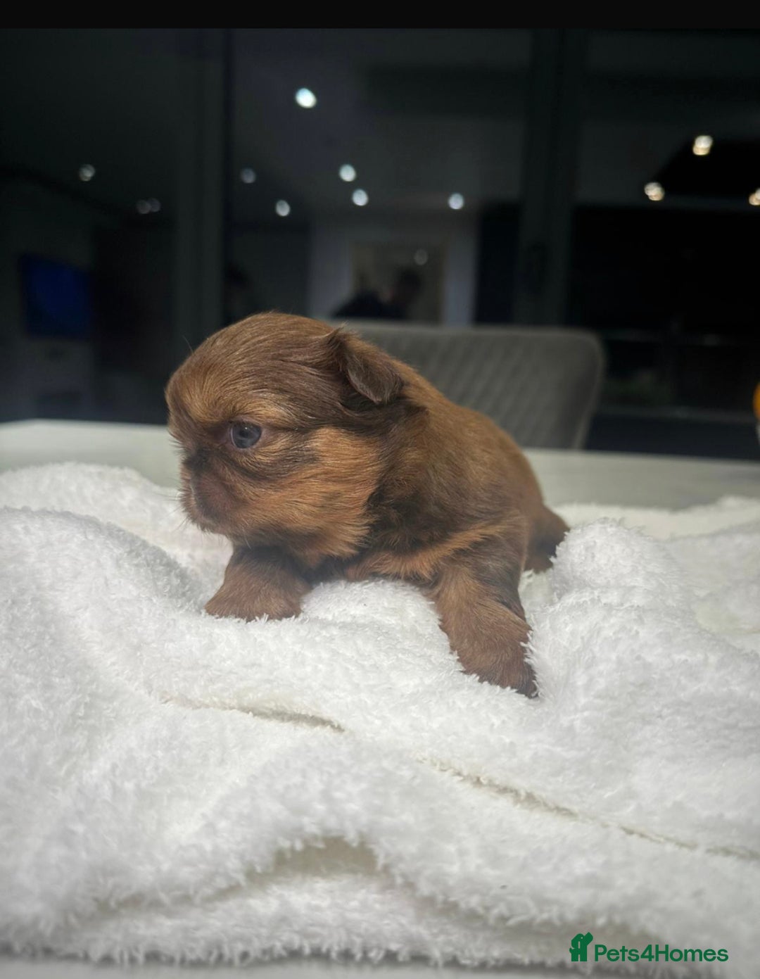Shih Tzu dogs for sale: kC Imperial Shih tzu Ready now only 1 girl left  - Advert 34