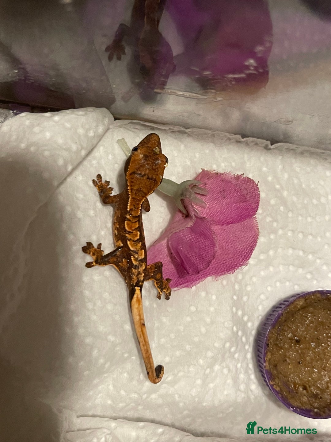 Gecko reptiles for sale: Crested geckos  - Advert 5