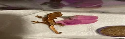 Gecko reptiles for sale: Crested geckos  - Advert 5
