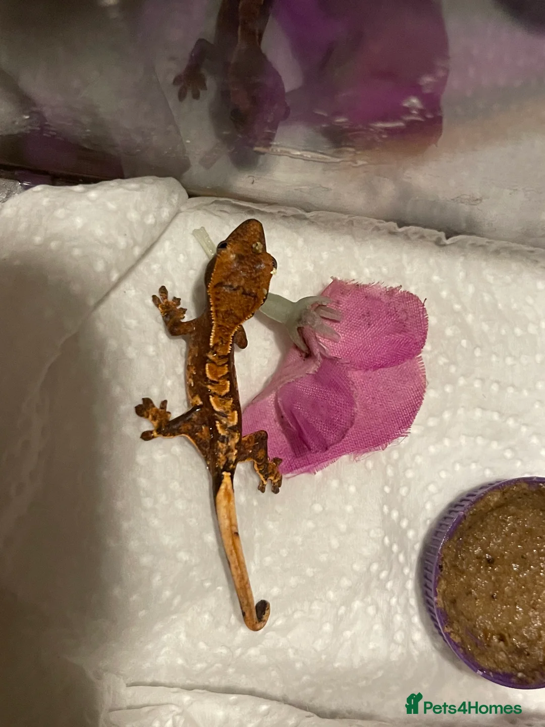 Gecko reptiles for sale: Crested geckos  - Advert 5