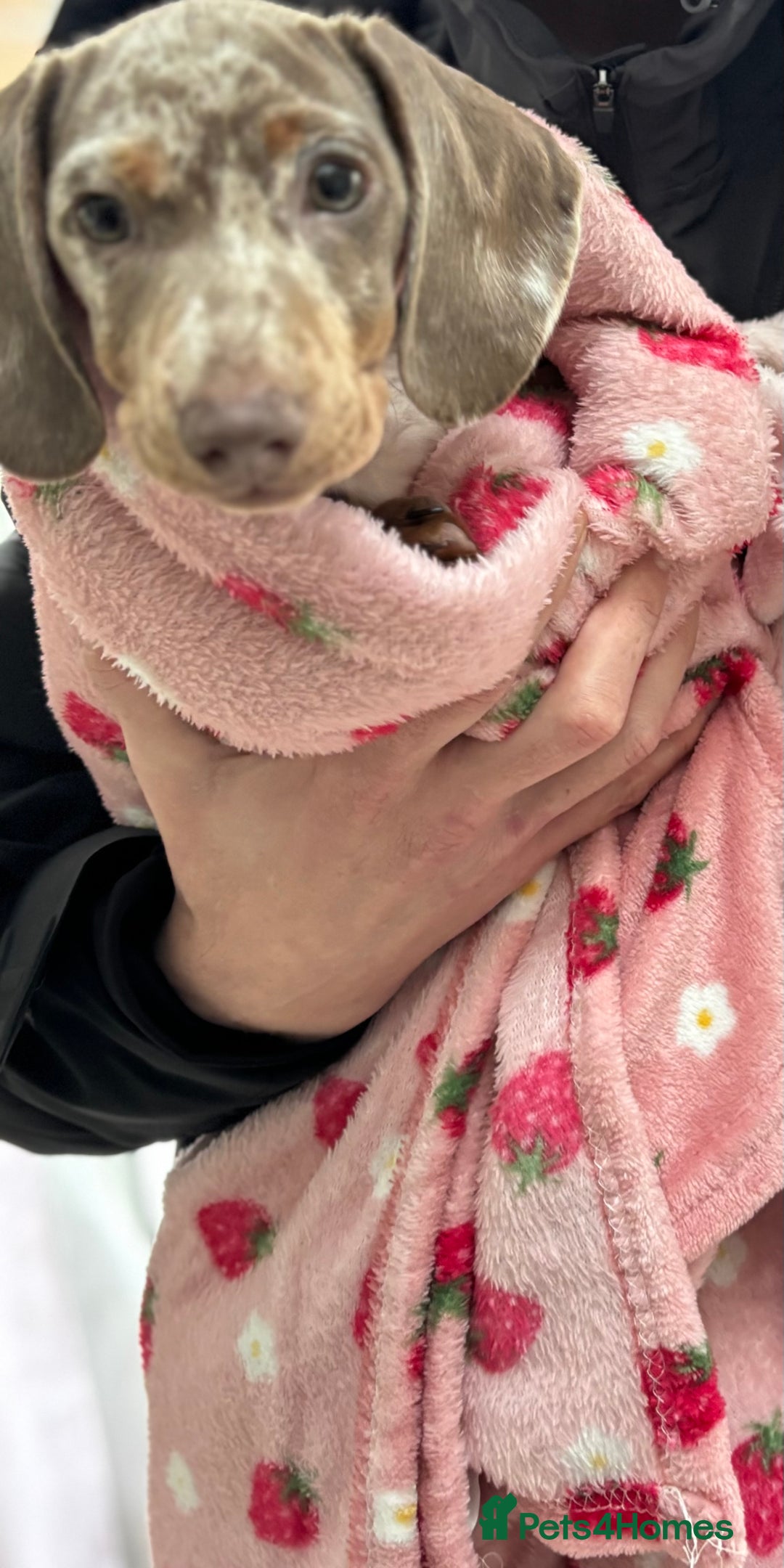 Miniature Dachshund dogs for sale: Miniature dachshund girl  - Advert 3