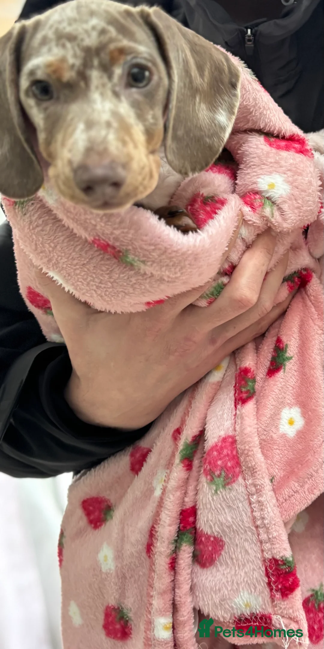 Miniature Dachshund dogs for sale: Miniature dachshund girl  - Advert 3