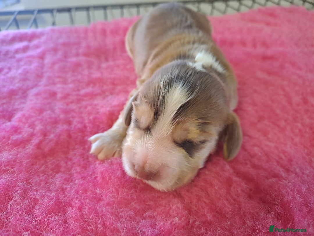 Cocker Spaniel dogs for sale: Quality Show Cocker Spaniel Puppies  - Advert 8