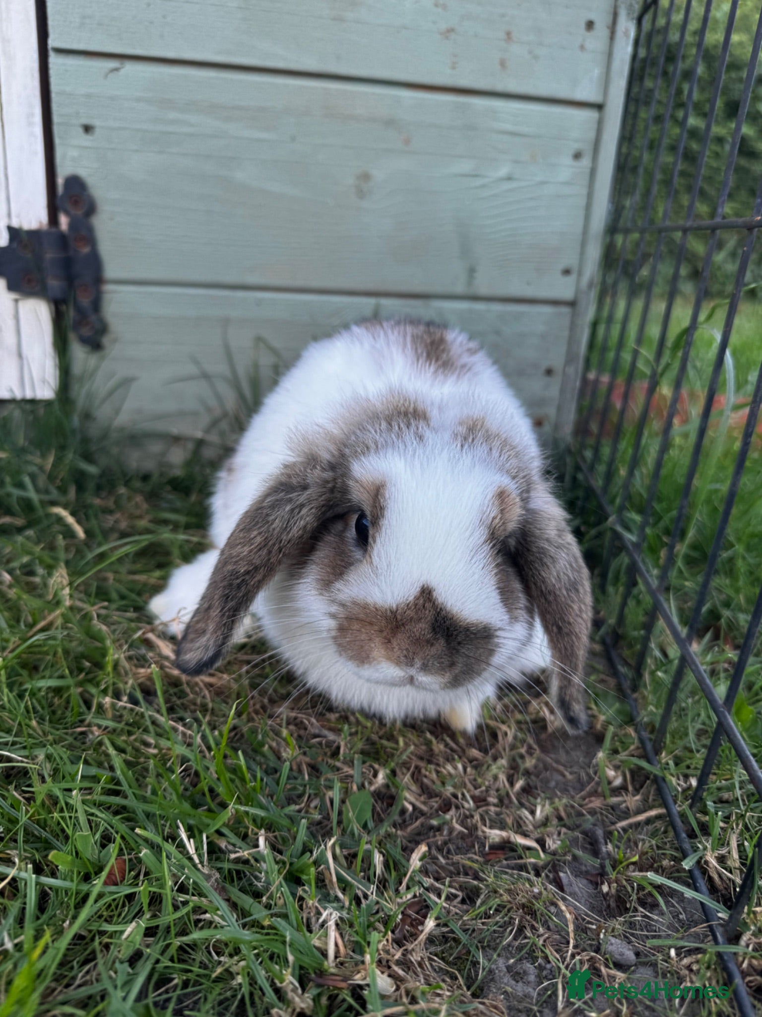 Mini Lop rabbits Mini Lops for sale  - Advert 1
