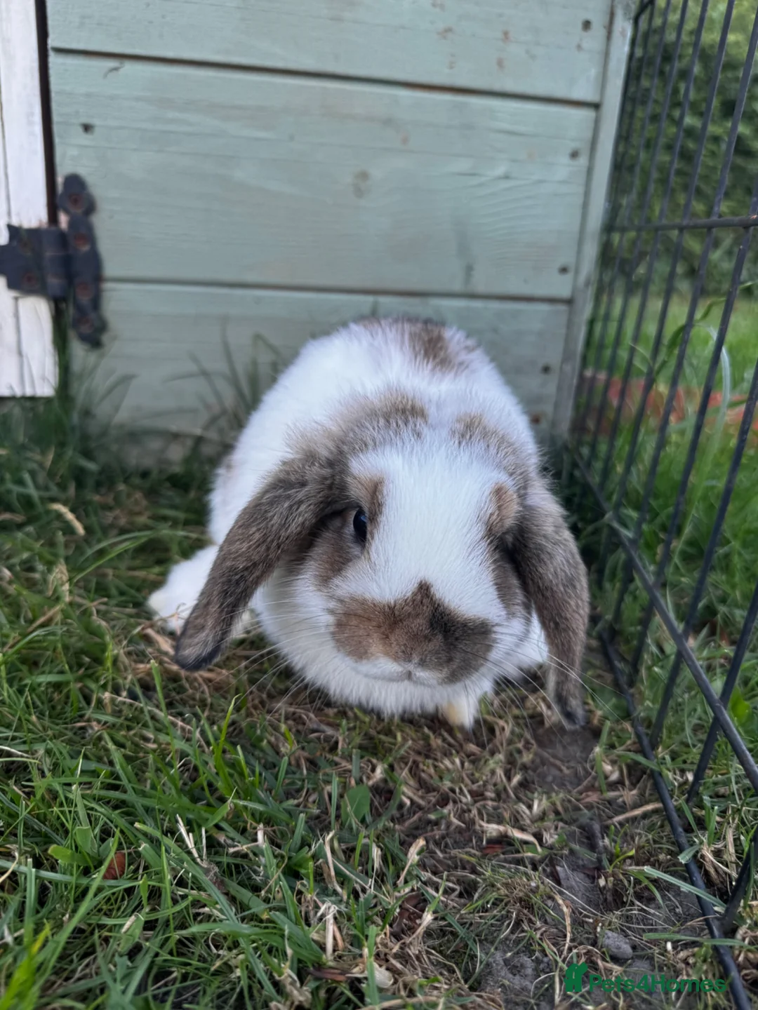Mini Lop rabbits for sale: Mini Lops for sale  - Advert 1