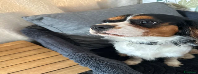 Charlie
