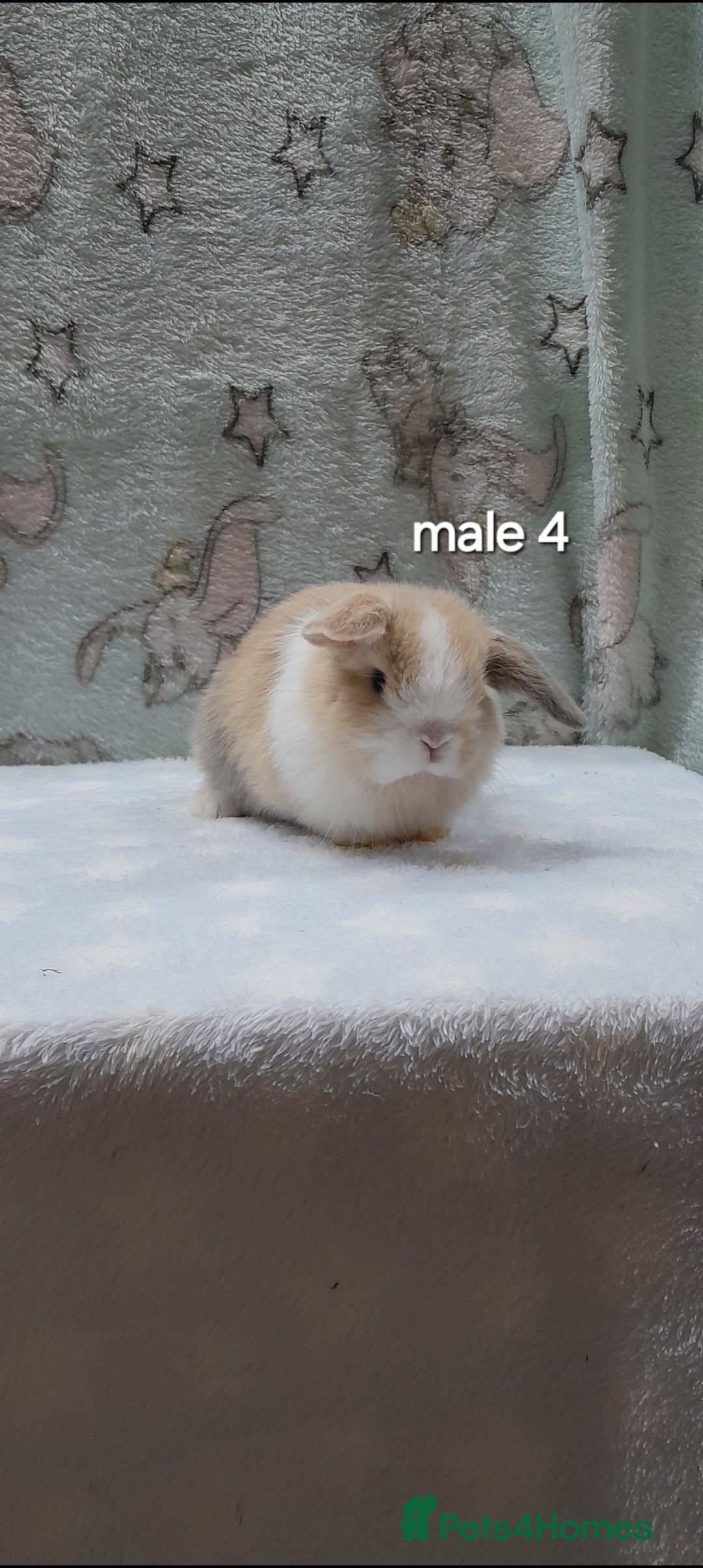 Mini Lop rabbits for sale: Purebred mini lops ready to reserve  - Advert 7