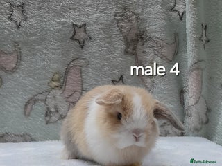 Mini Lop rabbits Purebred mini lops ready to reserve - Advert 3
