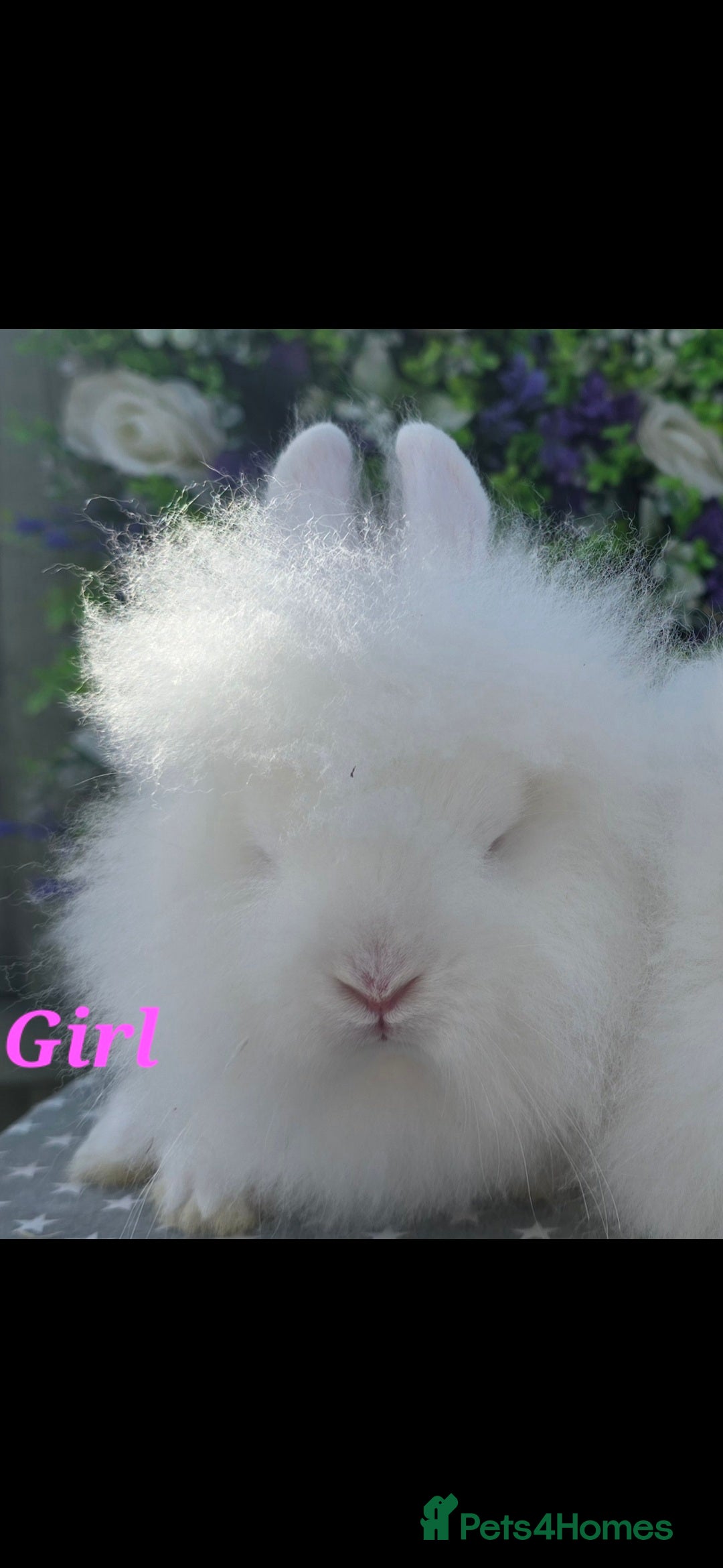 Lionhead rabbits for sale: Purebred Lionhead babies available  - Image 3