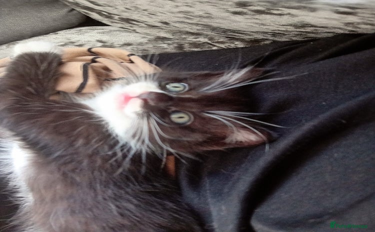 Domestic Shorthair cats - Advert 16