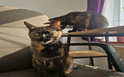 Mixed Breed cats for sale: Mixed Breed Kitten 4 - Somali female kitten for sale - Image 21