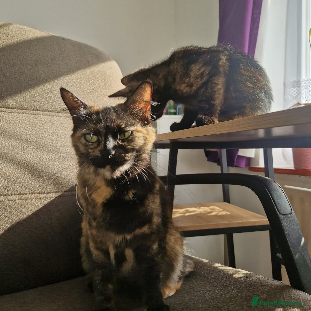 Mixed Breed cats for sale: Mixed Breed Kitten 4 - Somali female kitten for sale - Image 21