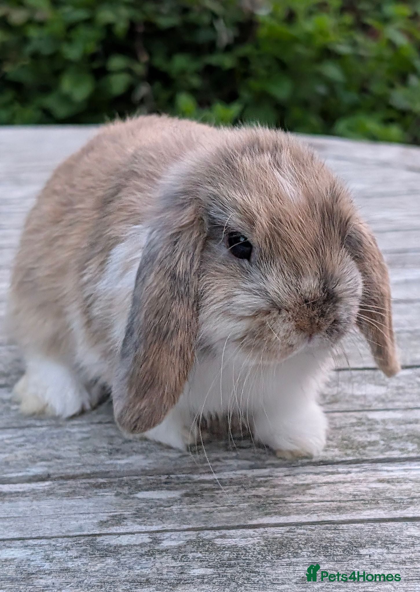 Mini Lop rabbits Adorable Pure Bred Mini Lop Male *Ready Now* - Advert 1
