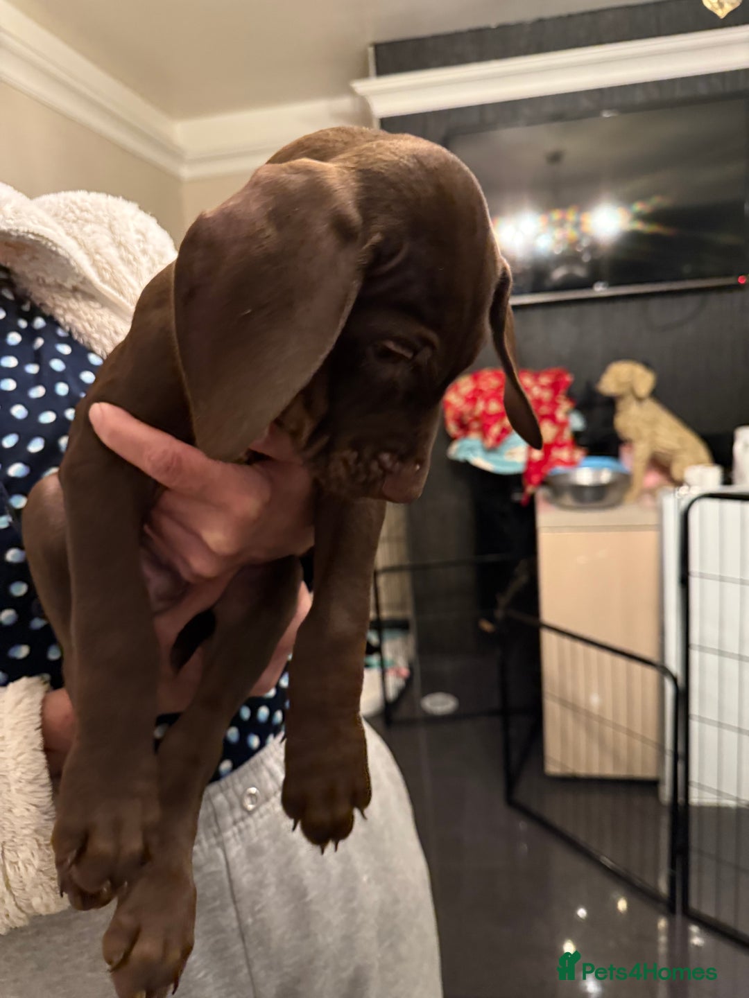 Mixed Breed dogs for sale: Well reared Quality puppies - Advert 8