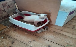 British Shorthair cats for sale: BSH Kitten - Male 5 Mth Old - Lilac Colourpoint - Image 16