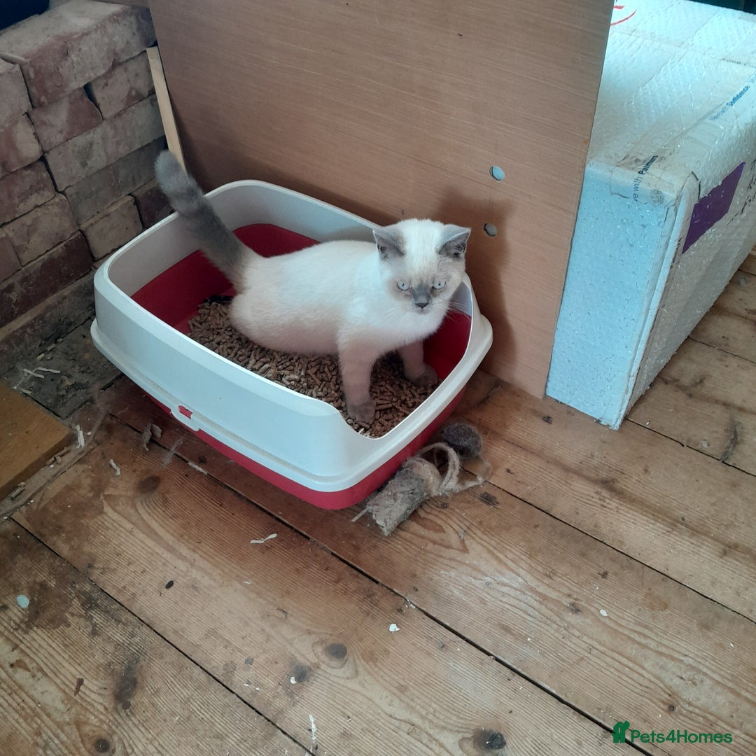 British Shorthair cats for sale: BSH Kitten - Male 5 Mth Old - Lilac Colourpoint - Image 16