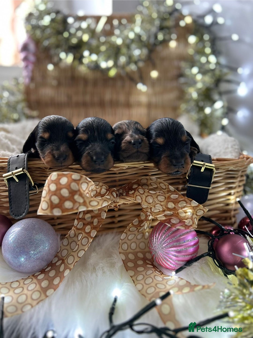 Miniature Dachshund dogs for sale: miniature longhaired dachshund's - Advert 2