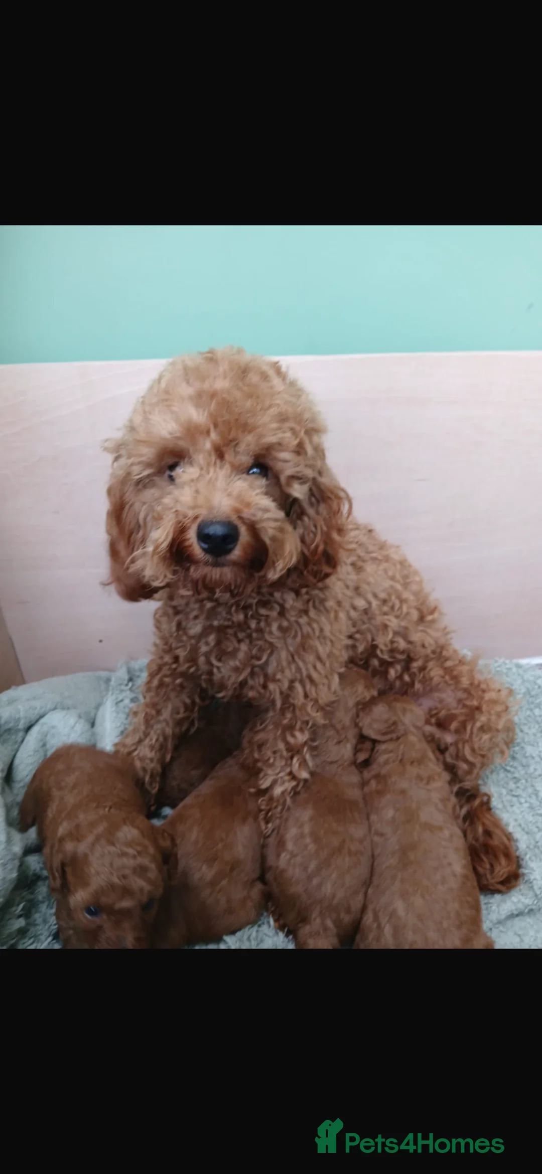 Cavapoo dogs for sale: Fox red cavapoos in Bristol - Advert 8