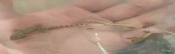 Gecko reptiles for sale: Mourning gecko hatchlings - Advert 27