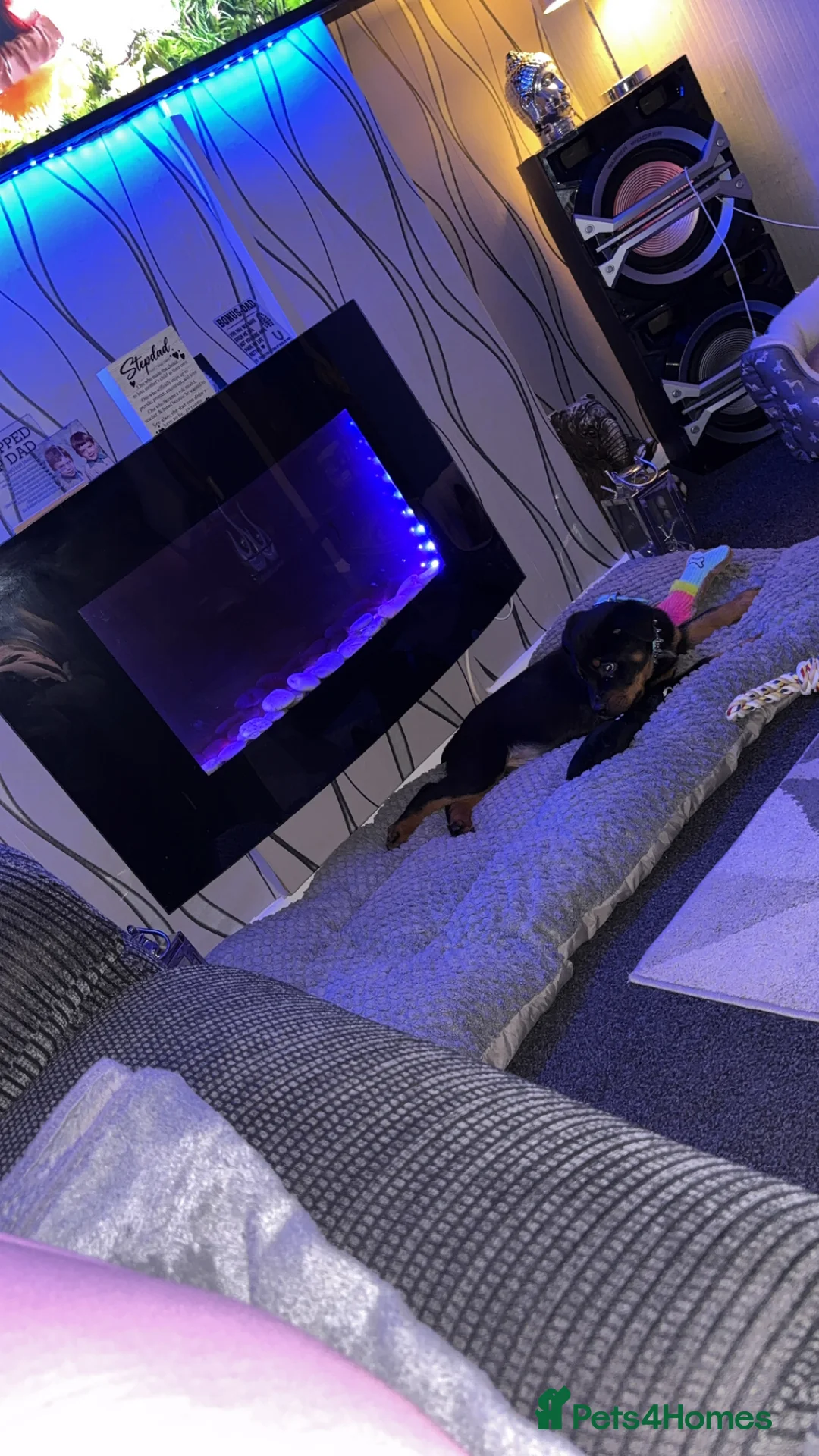 Rottweiler dogs for sale: Rottweiler puppy black and tanned  - Advert 9