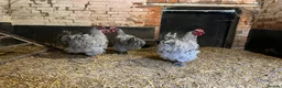 Chickens poultry for sale: Lavender buff Orpington cockerels  in Sherborne - Advert 3