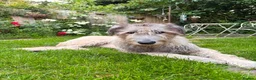 Irish Wolfhound dogs for sale: Irish Wolfhound Puppies for Sale: 3 Female 5 Male  in Cannock - Advert 12