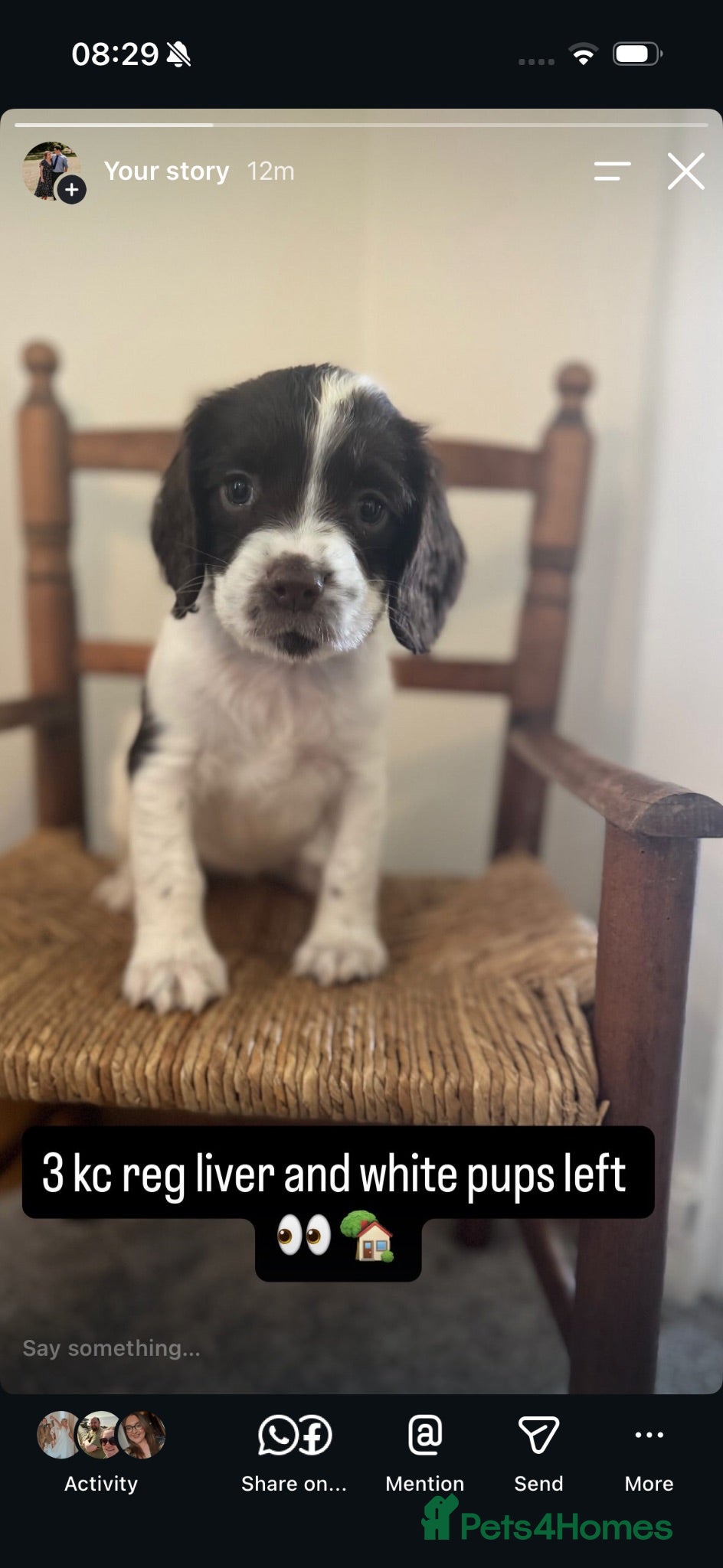 English Springer Spaniel dogs KC REG ENGLISH SPRINGER SPANIELS - Advert 1