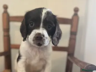 English Springer Spaniel dogs KC REG ENGLISH SPRINGER SPANIELS - Advert 1