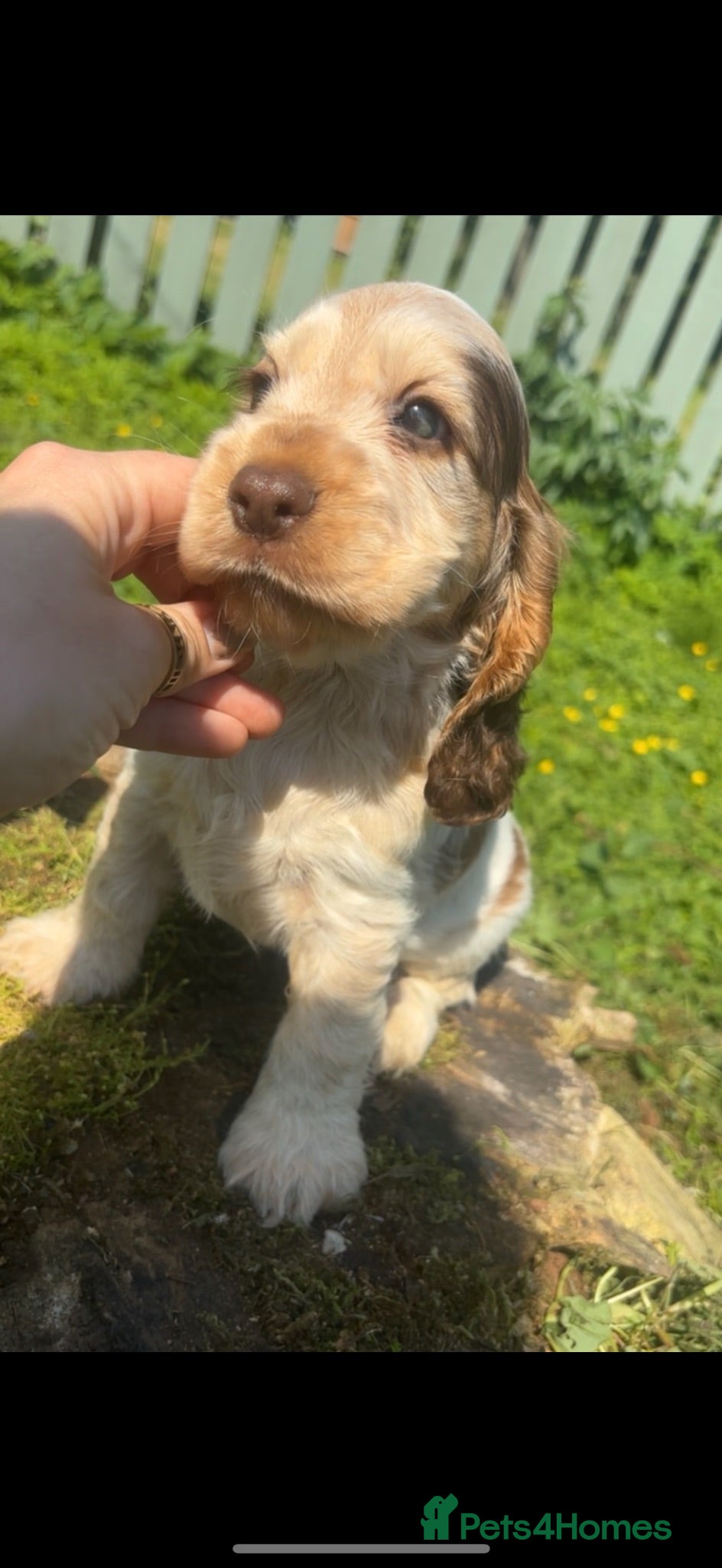 Cocker Spaniel dogs KC Registered Sable Show cocker spaniels  - Advert 1