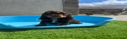 Cocker Spaniel dogs for sale: ⭐️ Health tested KC reg show type cocker 🐶  - Advert 12