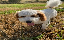 Labradoodle dogs for stud: For stud - Image 4
