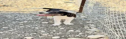 Mixed Breed dogs for adoption: Kimko - confident, loving and full of mischief - Advert 5