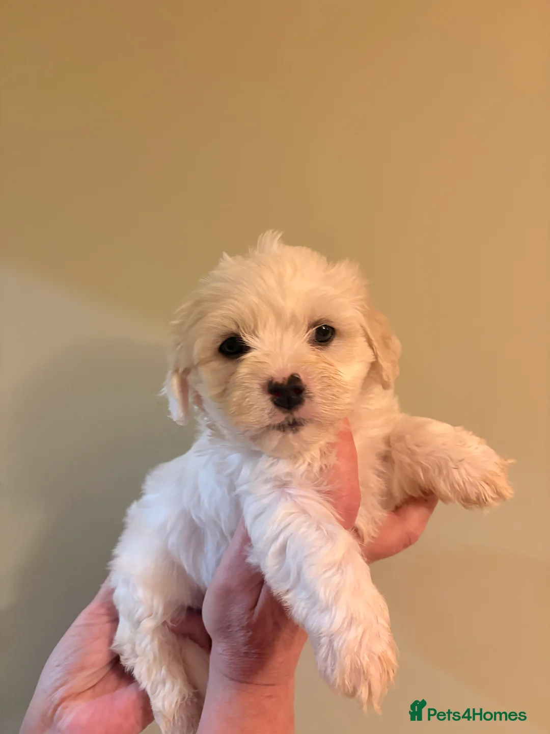 Mixed Breed dogs for sale: Cavachon x Havernese puppies for sale  - Advert 10