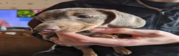 Dachshund dogs for sale: Female Dachsund - Advert 8