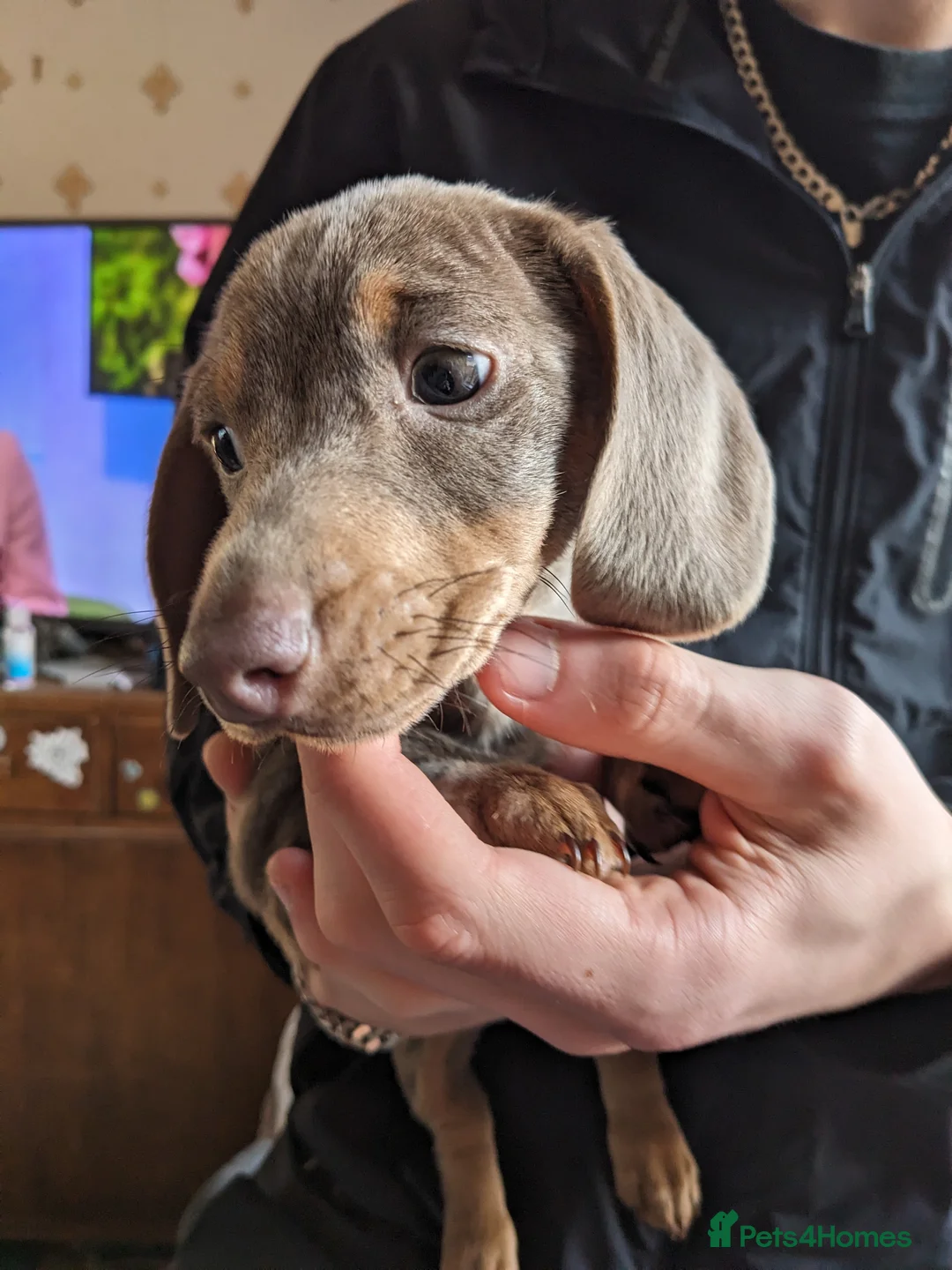 Dachshund dogs for sale: Female Dachsund - Advert 8