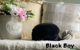 Chow Chow dogs for sale: 🌟Quality Chow Chow Puppies-ChampionLines🌟 - Image 16